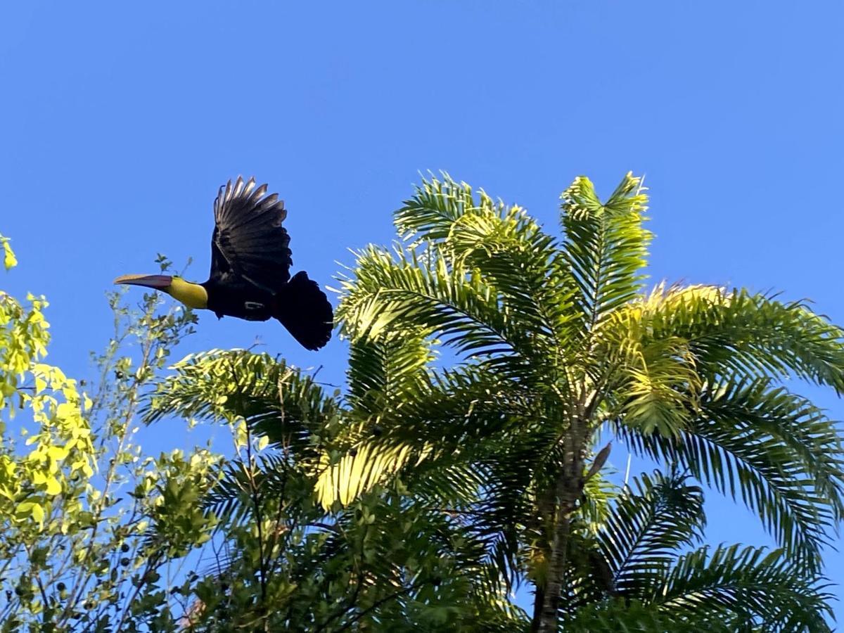 Ocean Forest Ecolodge San Pedrillo 外观 照片