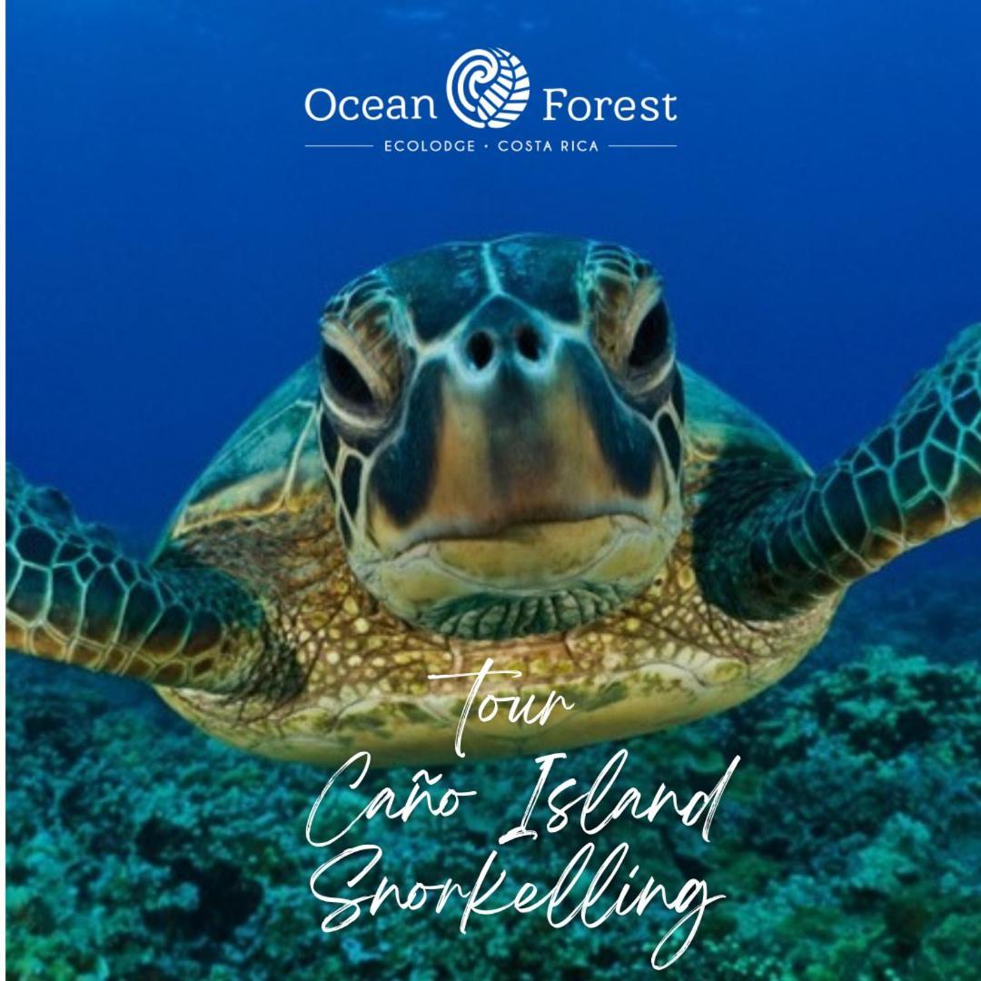 Ocean Forest Ecolodge San Pedrillo 外观 照片