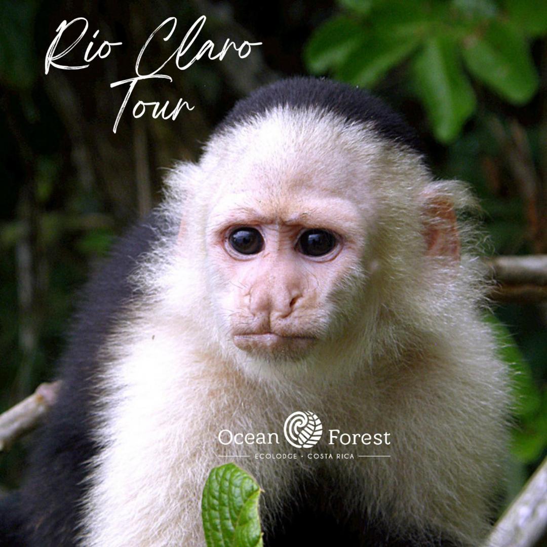 Ocean Forest Ecolodge San Pedrillo 外观 照片