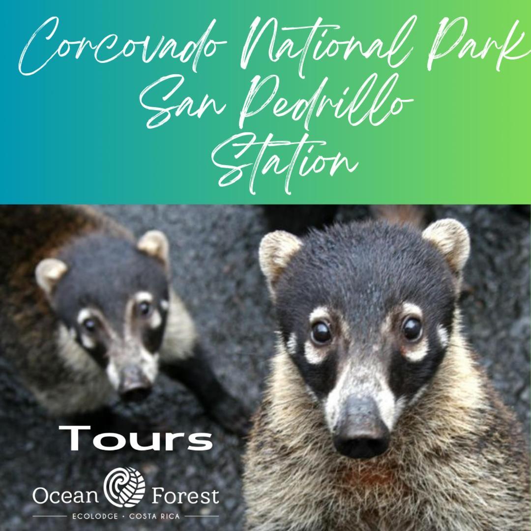 Ocean Forest Ecolodge San Pedrillo 外观 照片
