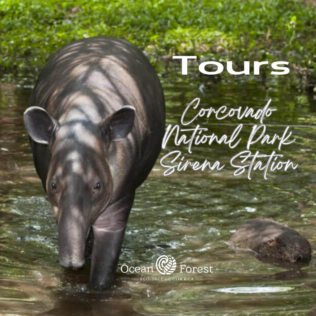 Ocean Forest Ecolodge San Pedrillo 外观 照片